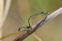 Lestes virens vestalis