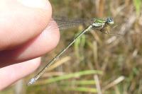 Lestes virens vestalis