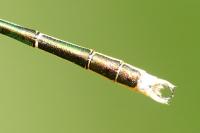 Lestes barbarus