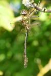 Oxygastra curtisii