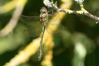 Oxygastra curtisii