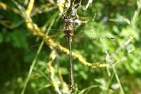 Oxygastra curtisii