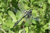 Gomphus vulgatissimus