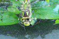 Aeshna cyanea