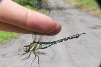 Aeshna mixta