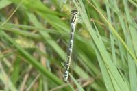 Coenagrion scitulum
