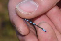 Coenagrion scitulum