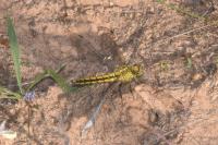 Orthetrum cancellatum