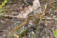 Orthetrum coerulescens