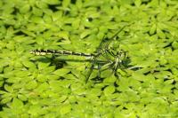 Ophiogomphus cecilia