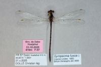 Sympecma fusca