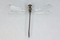 Sympecma fusca