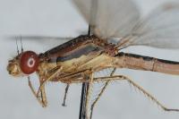 Sympecma fusca
