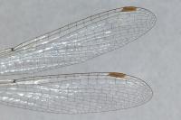 Sympecma fusca