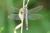 Orthetrum albistylum