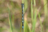 Coenagrion mercuriale