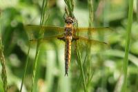 Epitheca bimaculata
