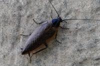Ectobius lapponicus