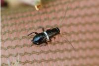 Planuncus vinzi