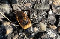 Gryllus campestris