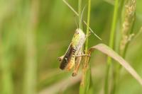 Stenobothrus lineatus lineatus