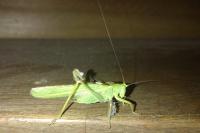 Tettigonia viridissima