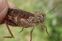 Calliptamus italicus
