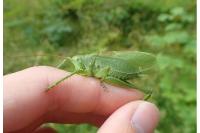 Tettigonia cantans