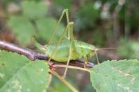Barbitistes serricauda