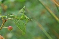 Barbitistes serricauda