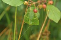 Barbitistes serricauda