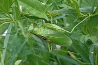Tettigonia cantans