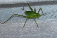 Leptophyes punctatissima
