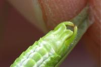 Phaneroptera falcata