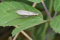 Oecanthus pellucens pellucens