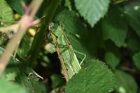 Tettigonia viridissima