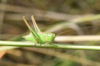 Bicolorana bicolor