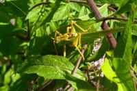 Tettigonia viridissima