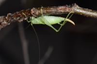 Meconema thalassinum