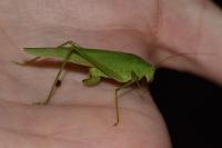 Phaneroptera falcata