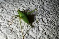 Leptophyes punctatissima