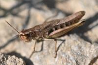 Pseudochorthippus parallelus parallelus