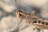 Pseudochorthippus parallelus parallelus