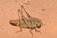 Platycleis albopunctata albopunctata