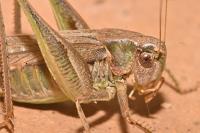 Platycleis albopunctata albopunctata