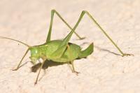 Leptophyes punctatissima