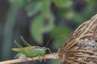 Conocephalus fuscus fuscus