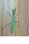 Mantis religiosa