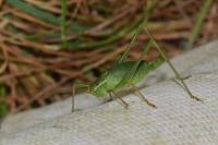 Leptophyes punctatissima