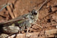 Aiolopus thalassinus thalassinus